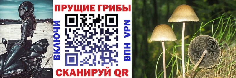 Галлюциногенные грибы Psilocybine cubensis Пойковский